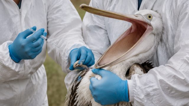 Urgent Action Needed as Bird Flu Threatens Wildlife in Australia